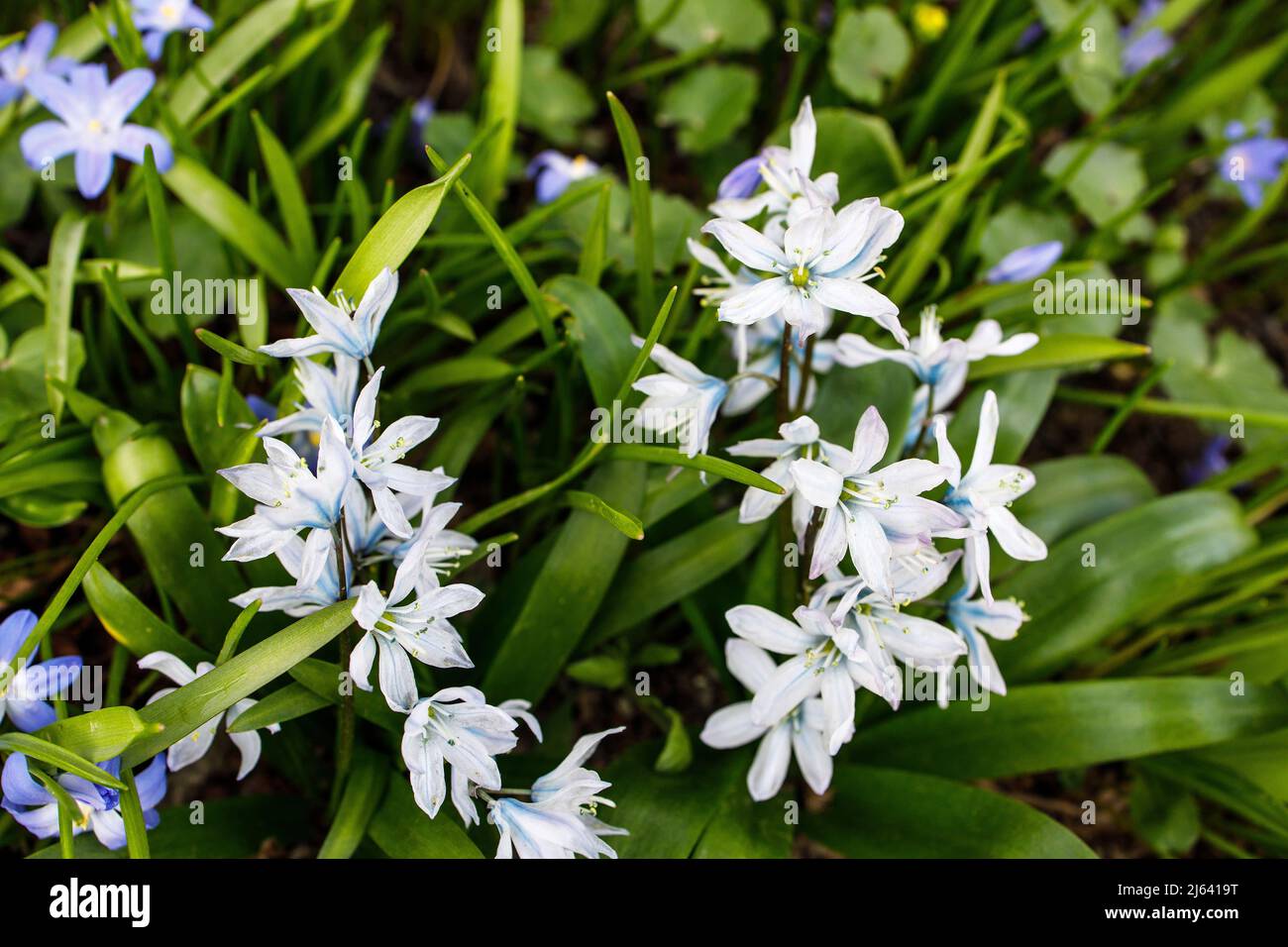 Hyacinthoides italica in a meadow in the Aptekarsky Garden Stock Photo