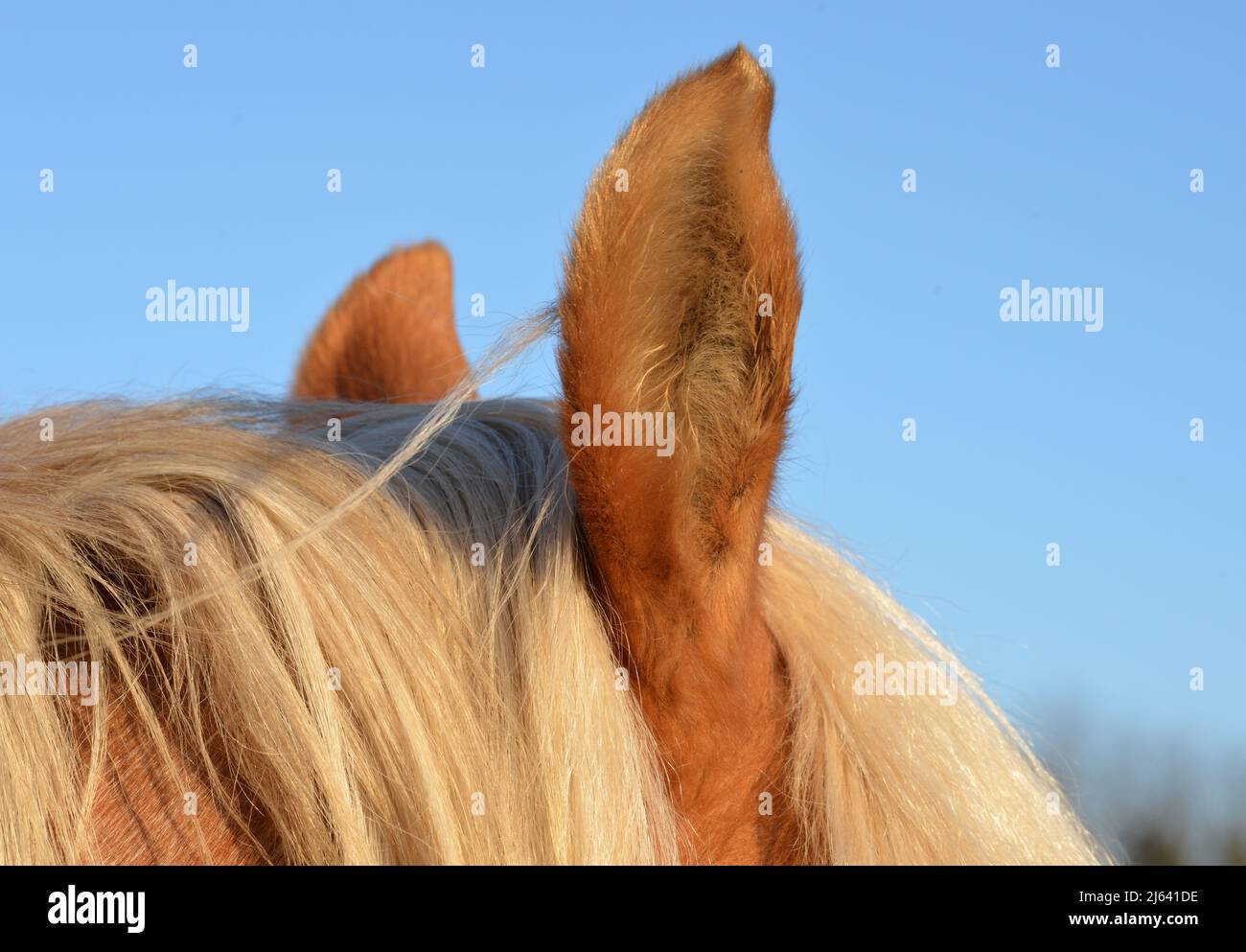 Horse hair and horse ear detail Stock Photo Alamy