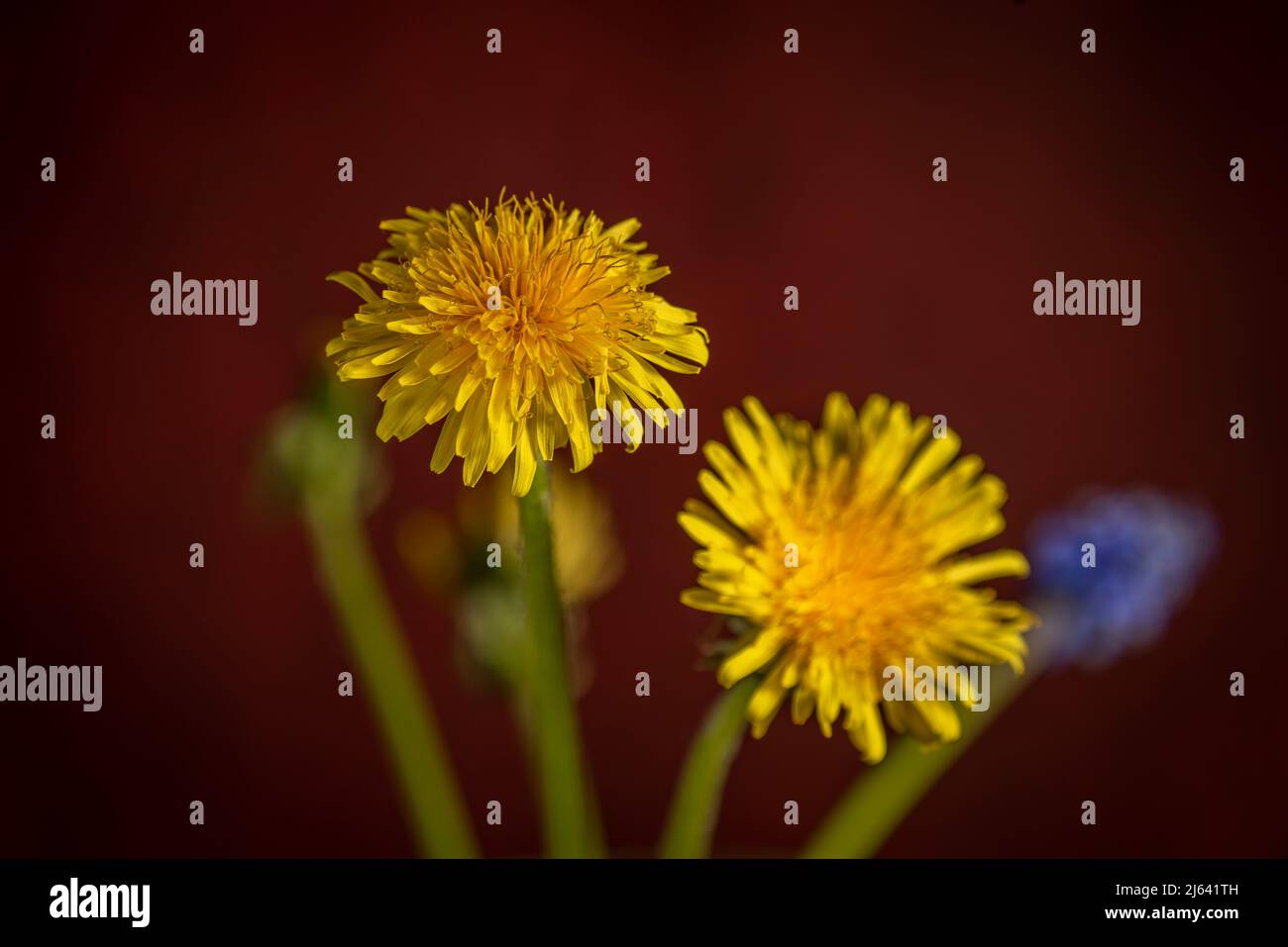 Blue Spike and Dandelion flowers blooms with red vintage color background Stock Photo