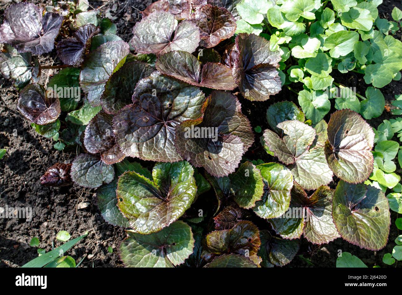 Leaves of Ligularia dentata in early spring in the Apothecary Garden Stock Photo