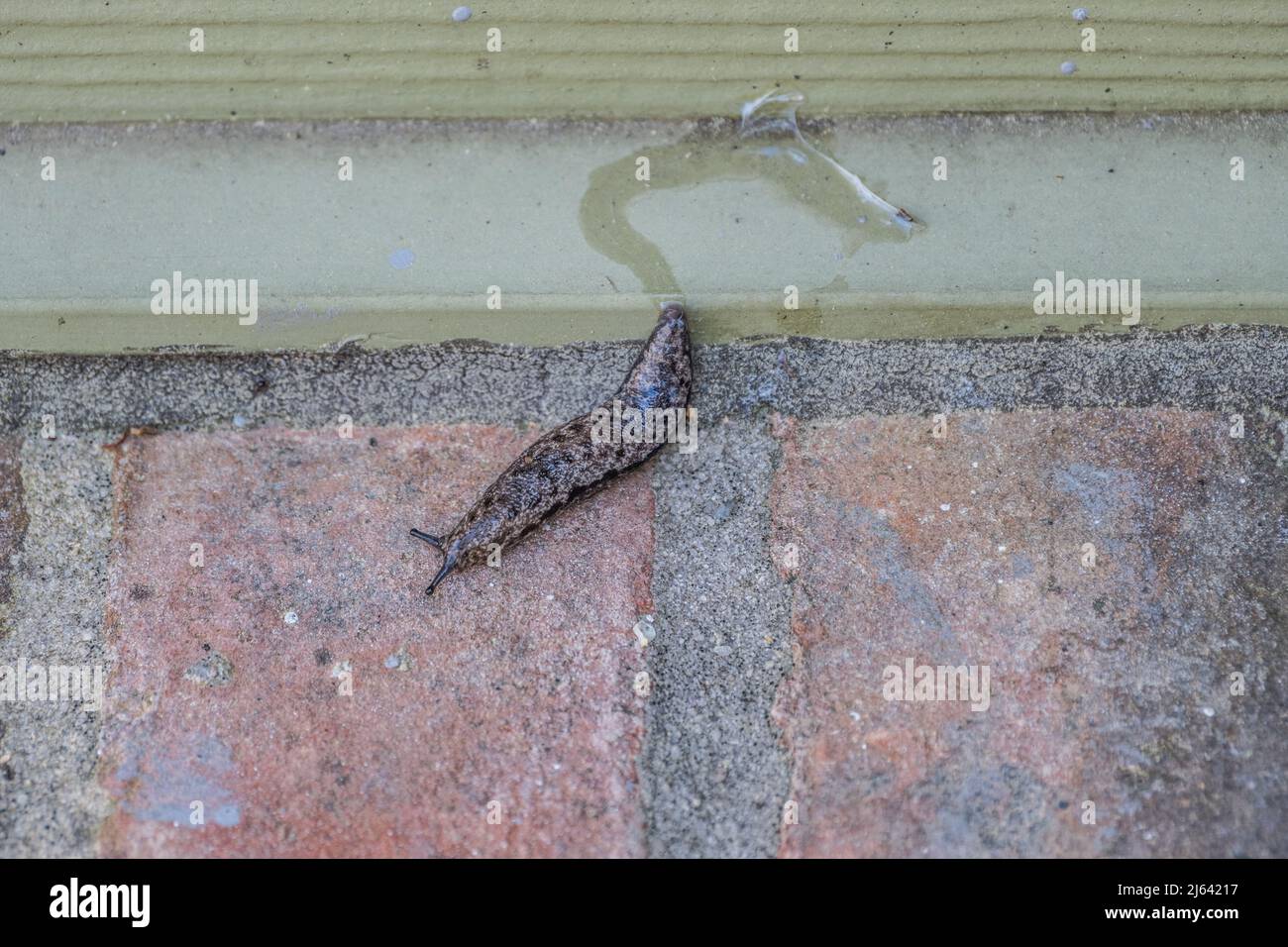 Large Carolina mantleslug a land slug sliding down the brick wall leaving a trail of slime finding a moist and dark place to hide Stock Photo