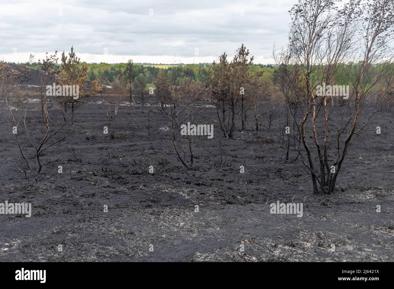 Ash Ranges, Pirbright, Surrey, days after a large heathland fire burnt 300 hectares of MOD-owned land, an important wildlife habitat, UK April 27 2022 Stock Photo