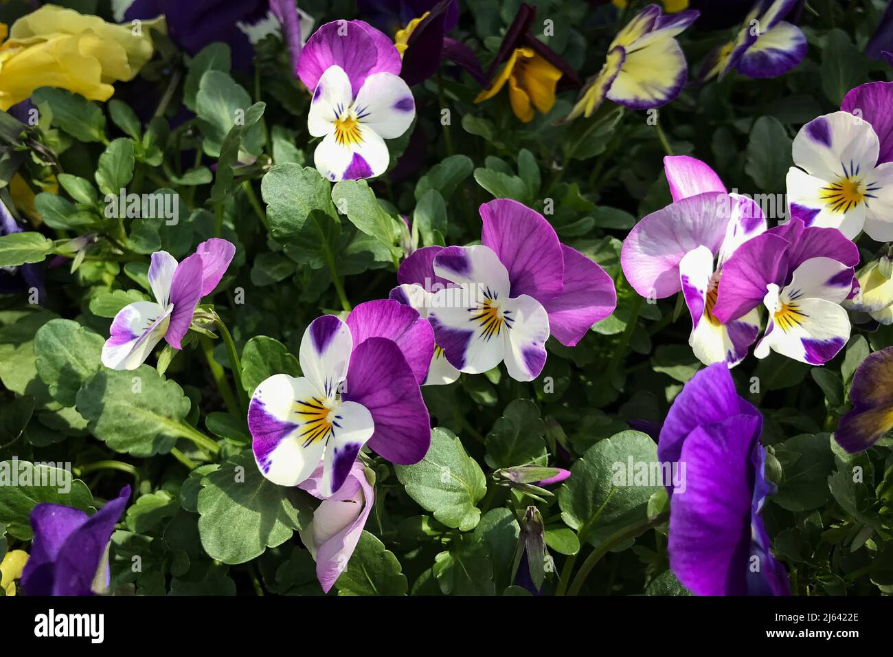 Viola tricolor or wild pansy Stock Photo