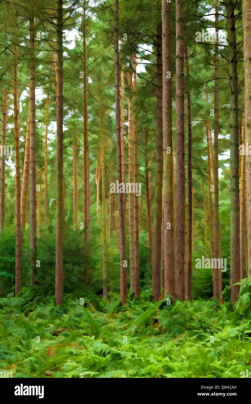 Forest with tall pine textured trees. Stock Photo