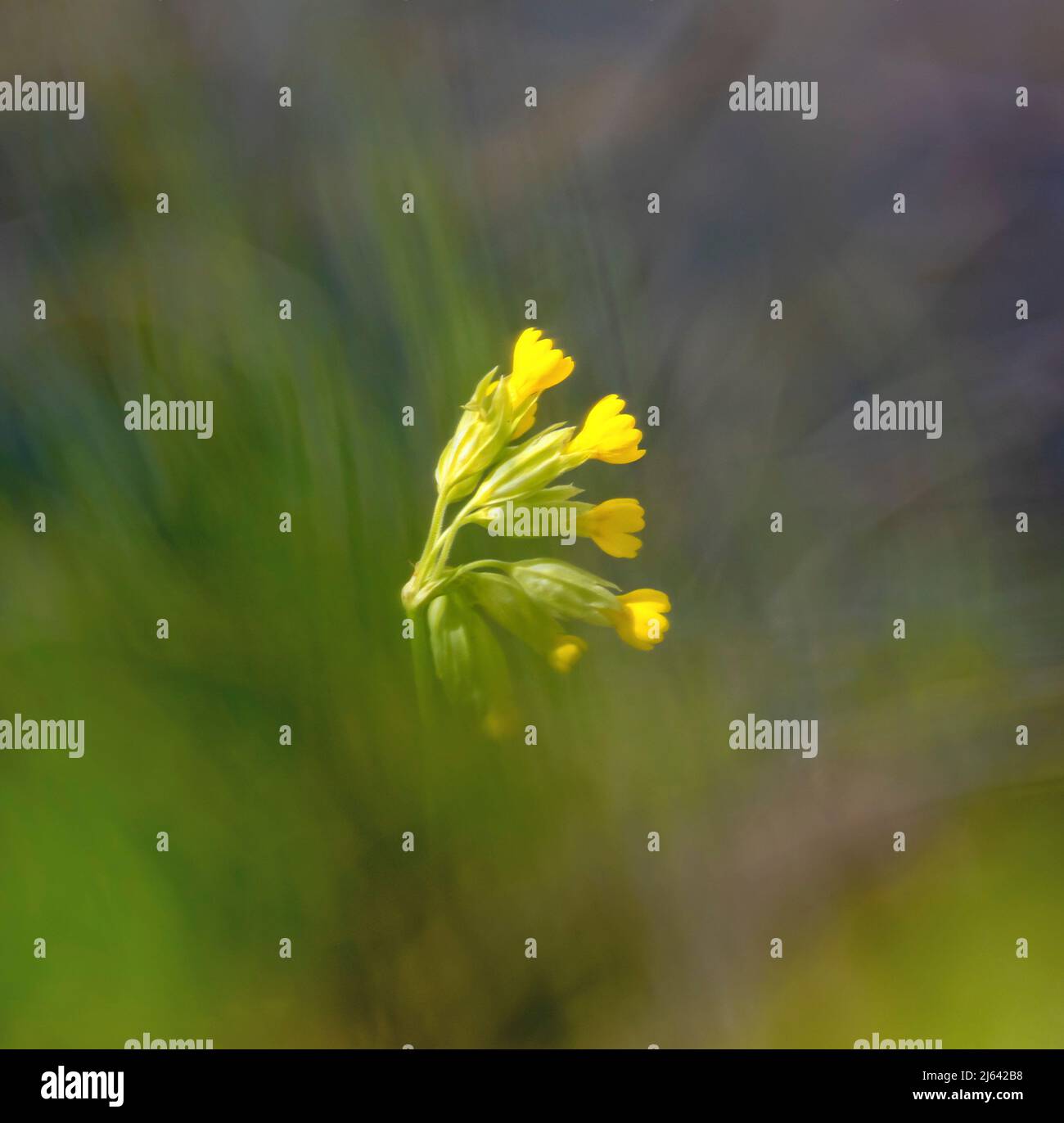 Primula vulgaris, the common primrose, in green bokeh background Stock Photo