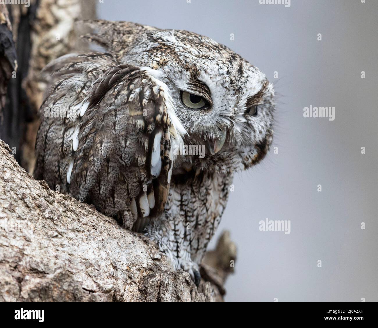 An eastern screech owl resting in a tree Stock Photo Alamy