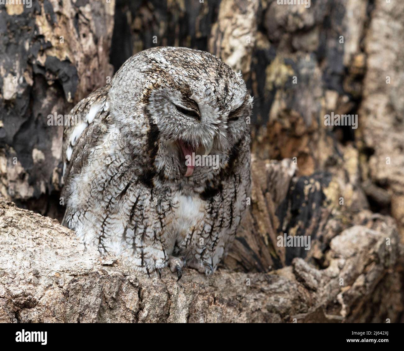 An eastern screech owl resting in a tree Stock Photo Alamy