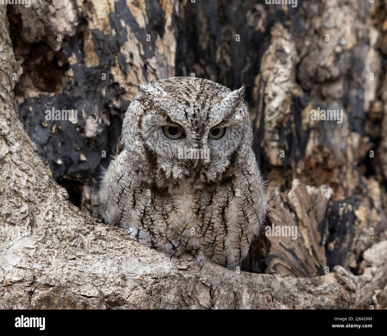 An eastern screech owl resting in a tree Stock Photo