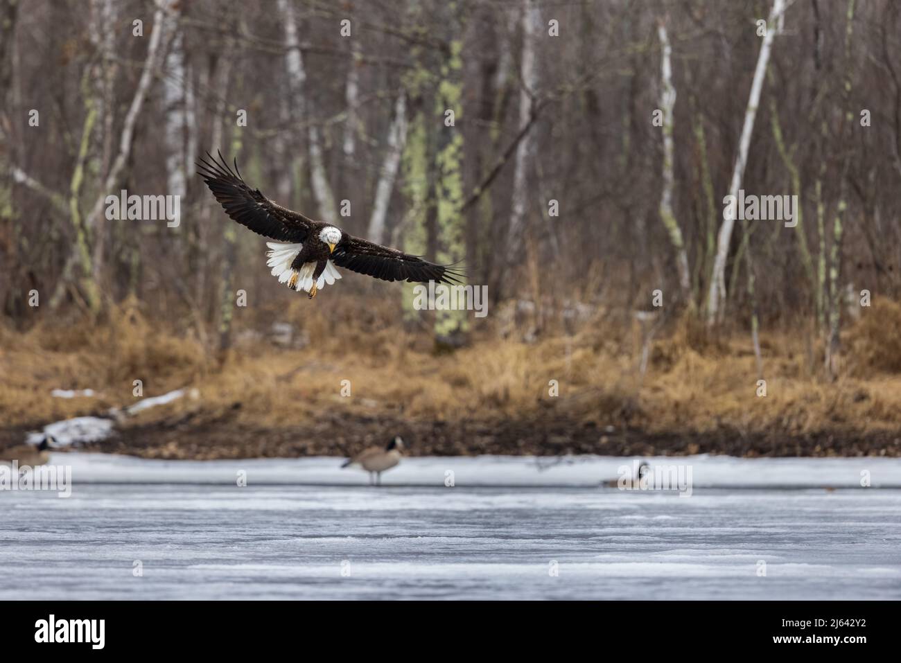 Bald eagle in northern Wisconsin Stock Photo Alamy