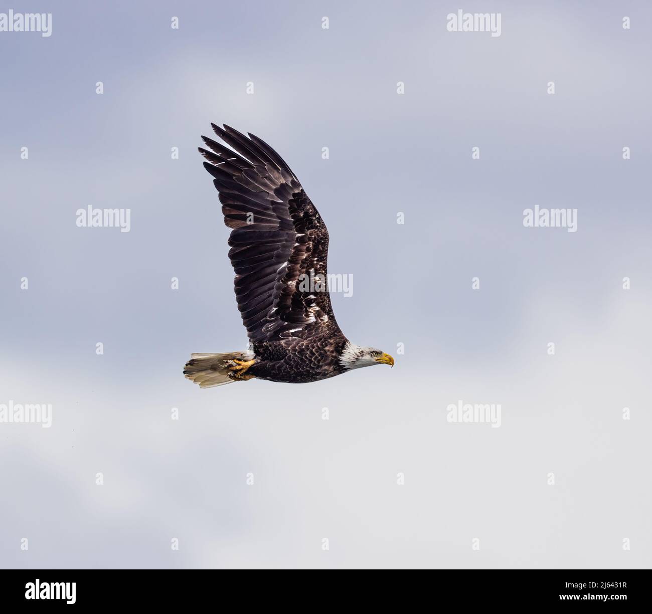 Bald eagle in northern Wisconsin Stock Photo Alamy