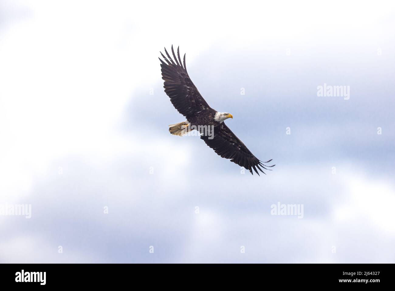 Bald eagle in northern Wisconsin Stock Photo Alamy