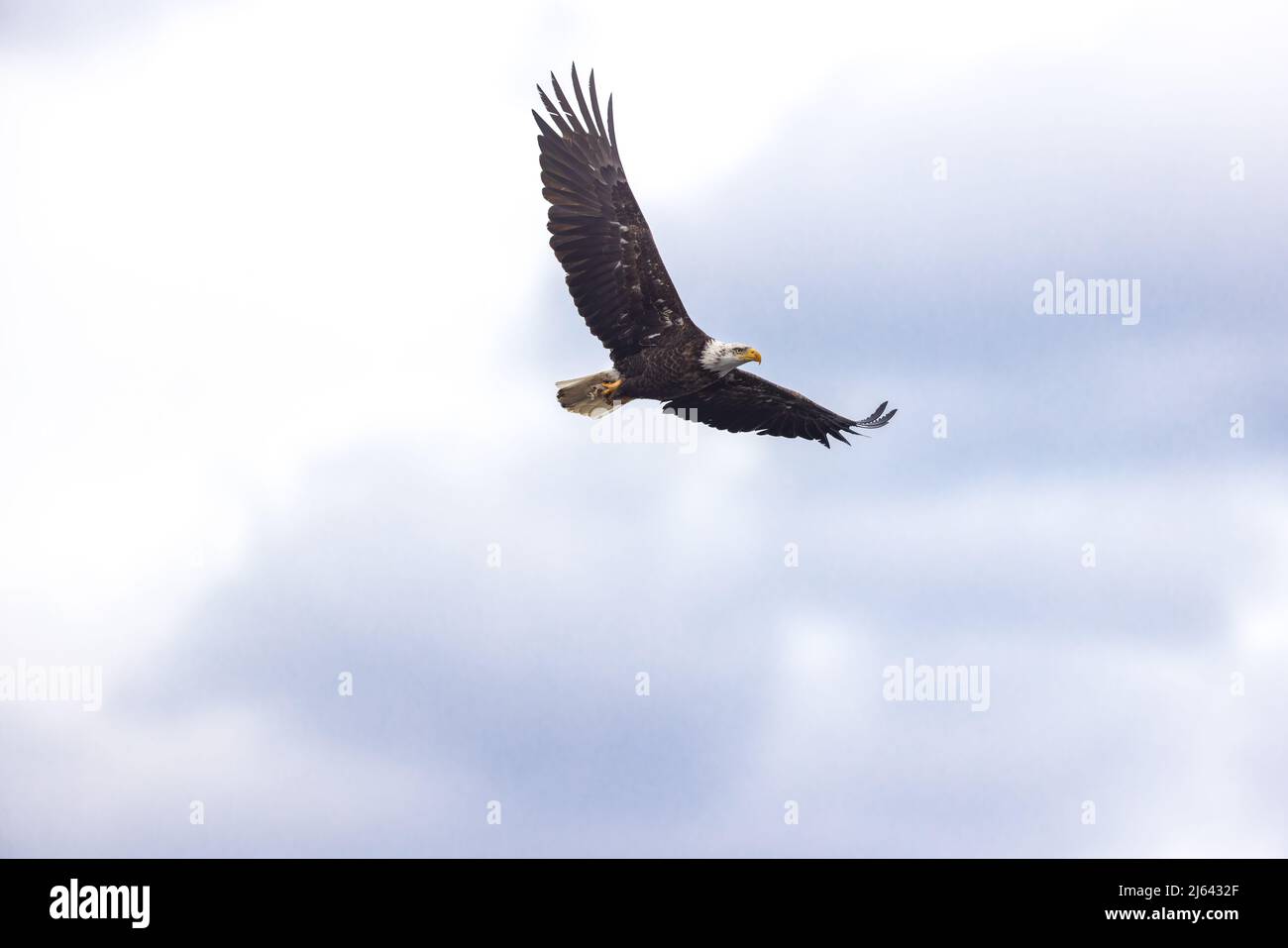 Bald eagle in northern Wisconsin. Stock Photo