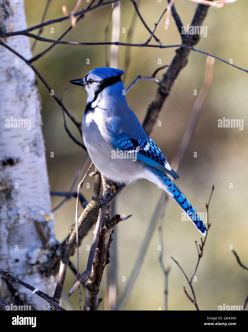 Blue Jay bird close-up perched on a birch tree branch with a blur forest background in the forest environment and habitat displaying blue plumage. Stock Photo
