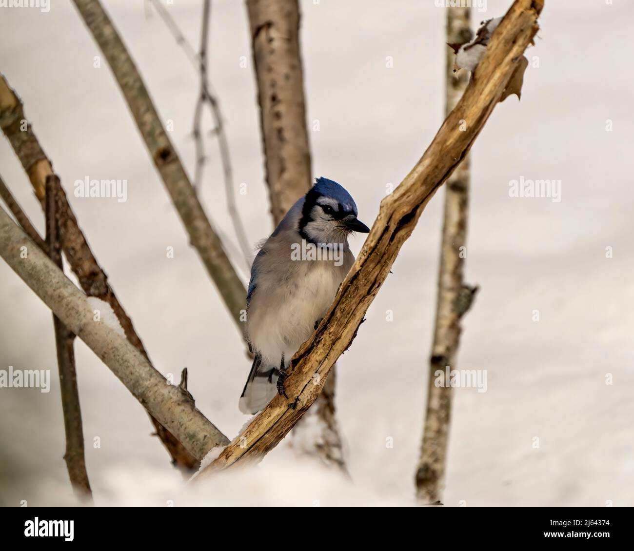 Blue Jay bird close-up perched on a branch with a blur forest background in the winter season environment and habitat displaying blue feather plumage. Stock Photo
