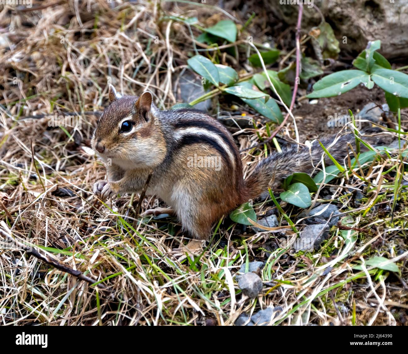 Chipmunk animal in the field displaying brown fur, body, head, eye, nose, ears, paws, in its environment and habitat surrounding. Stock Photo