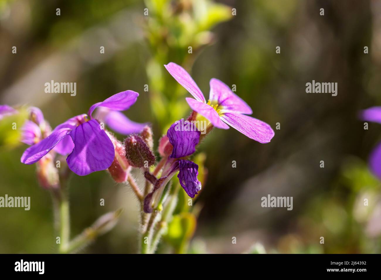Purple pink violet flower macro closeup. Sunlight or light rays on wildflower petals. Bokeh background. Dublin, Ireland Stock Photo