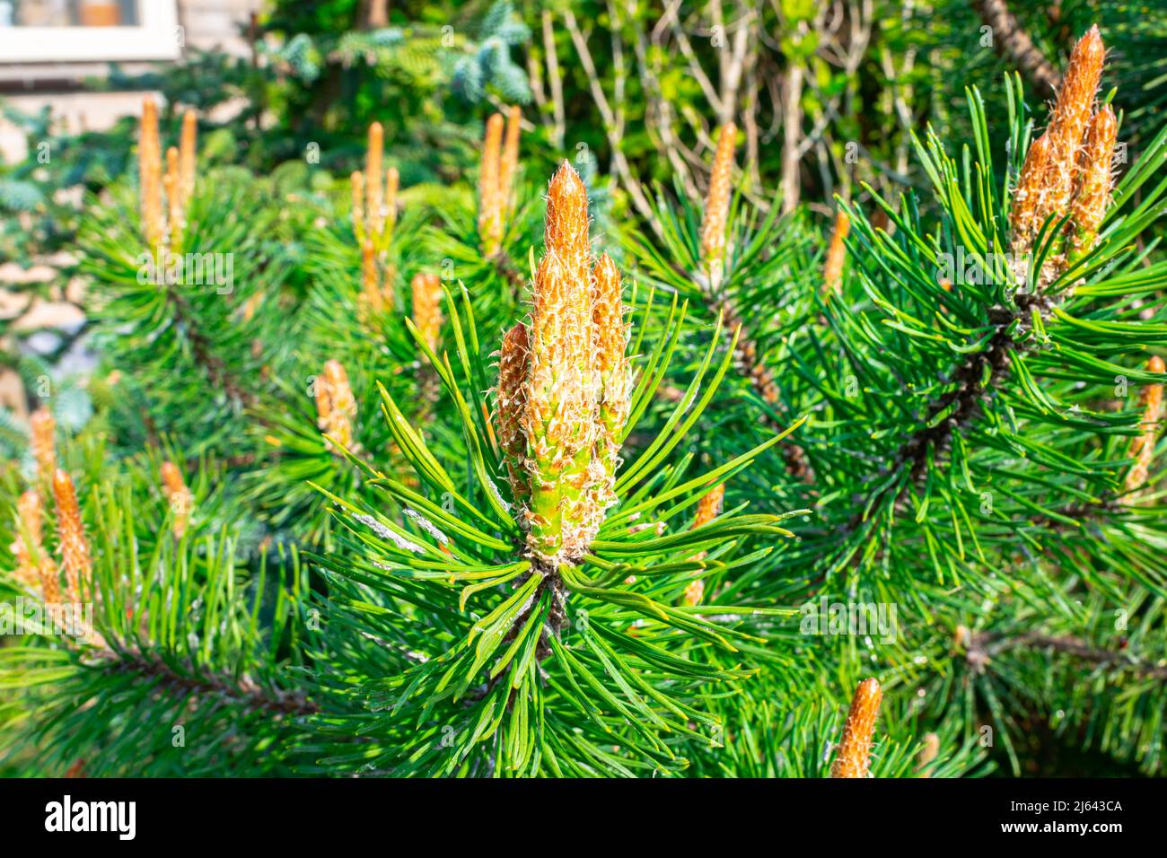 New young candles of Dwarf Mountain Pine (Pinus mugo) Stock Photo