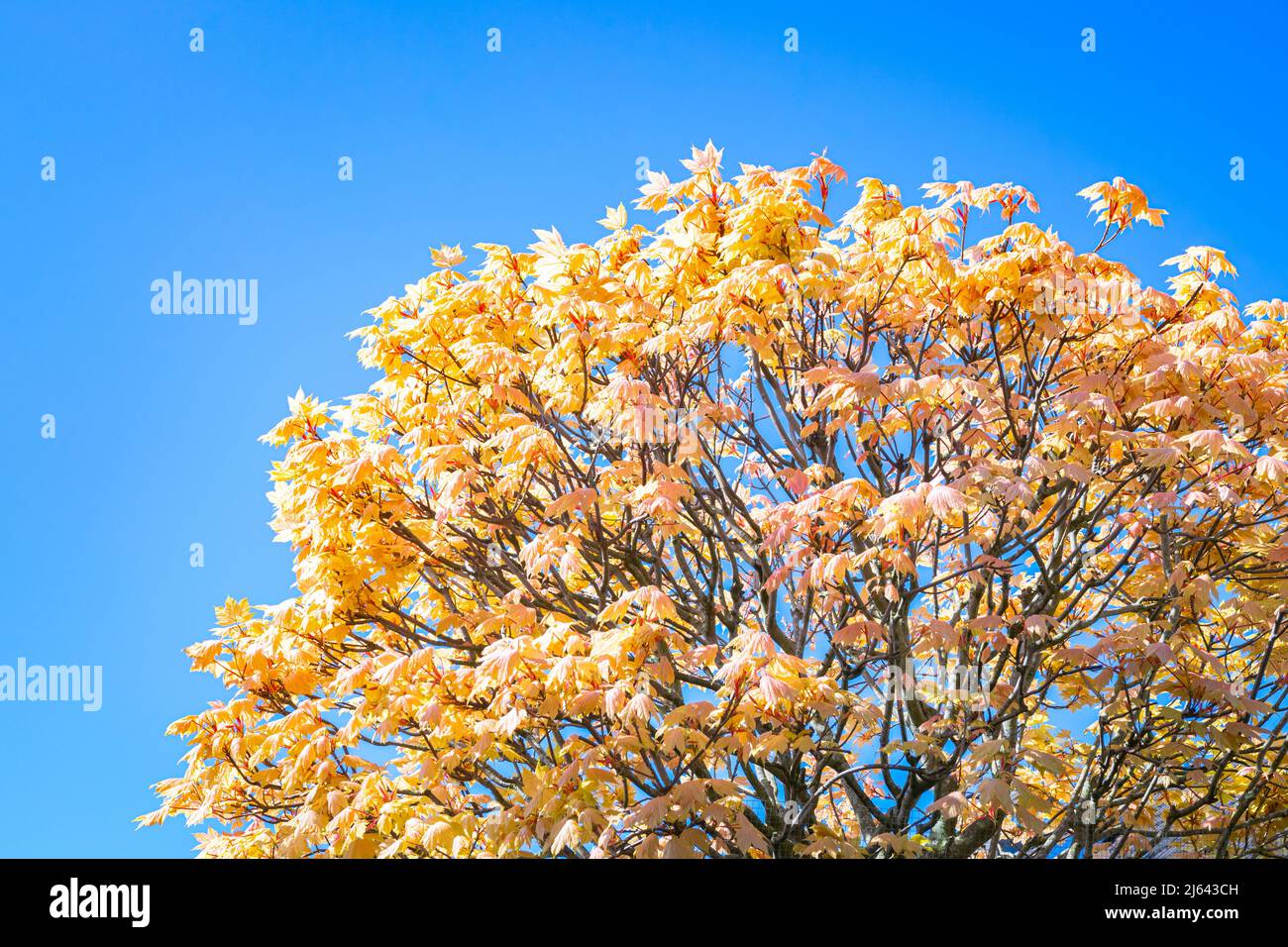Contrasting image of light yellow orange leaves of a Japanese maple ...
