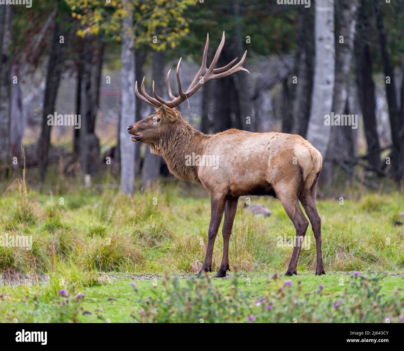 Elk buck animal side head shot close-up profile view with a blur forest background in its environment and habitat surrounding. Hunting season. Stock Photo