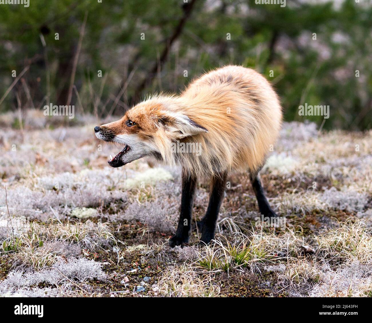 Red fox standing on white moss with a blur forest background in the spring season displaying open mouth, teeth, ears behind, with a mad look. Stock Photo