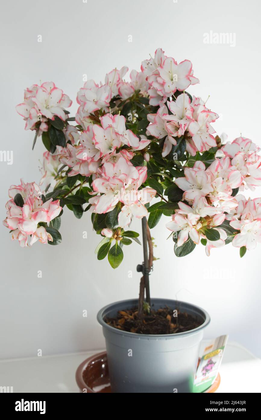 Studio shot of a a beautiful pink and white azalea with white background. Spain, Europe Stock Photo