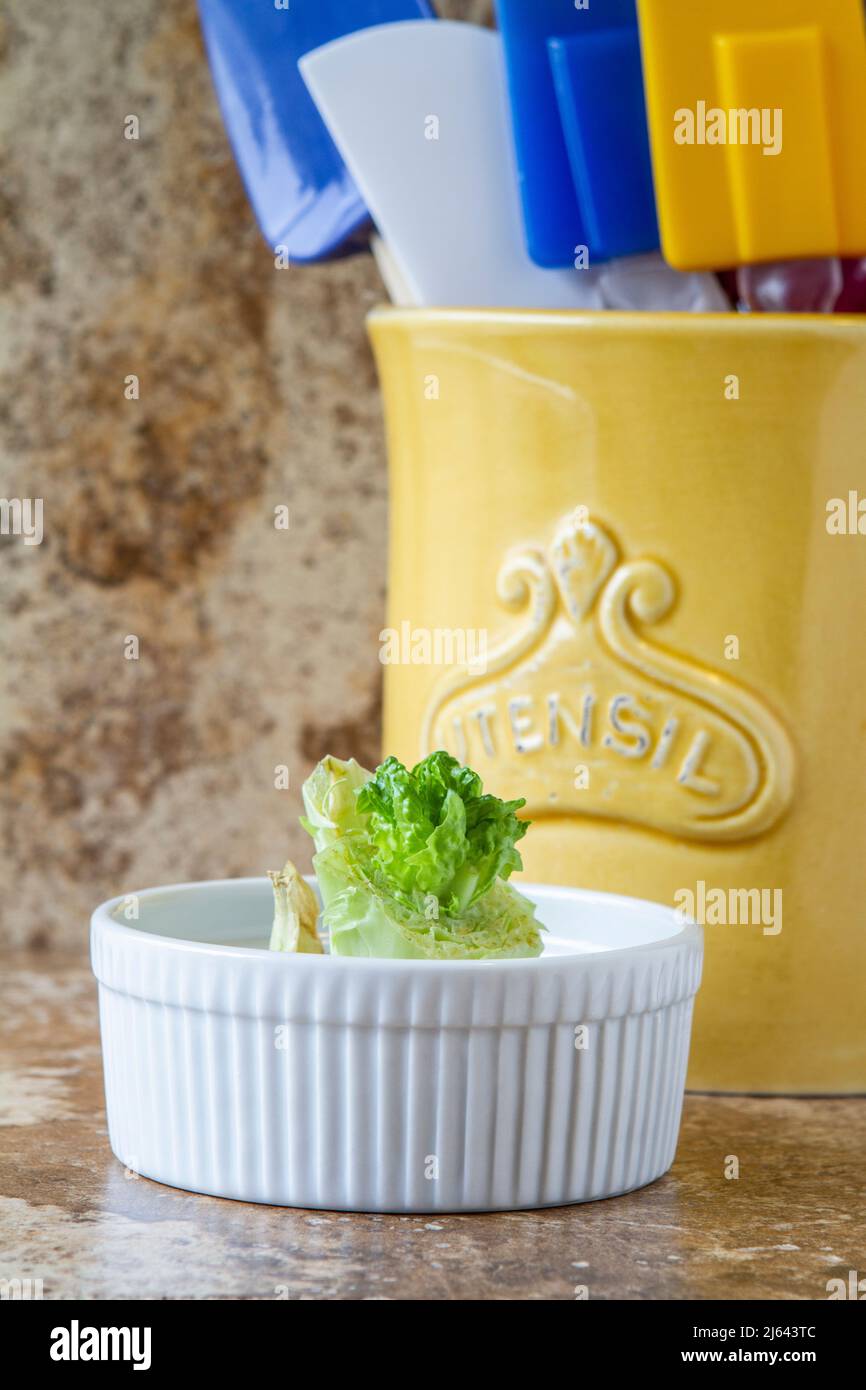 Romaine lettuce regrowing from the cut end put in a shallow white dish with water, on a brown tile backdrop with yellow container of spatulas. Stock Photo