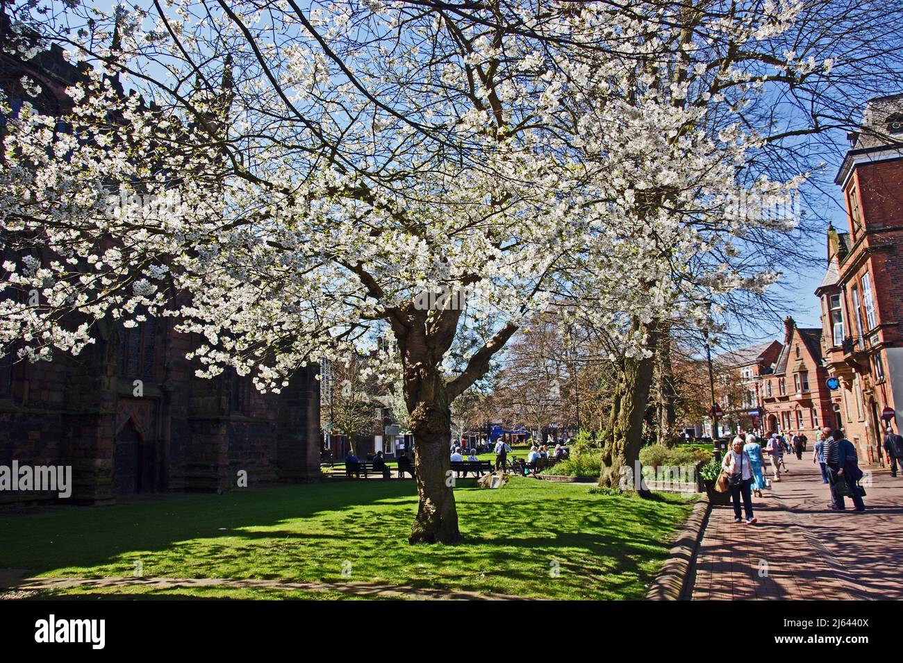 NANTWICH. CHESHIRE. ENGLAND.19-04-18. The town centre, St. Mary's Church, with trees in blossom. Stock Photo