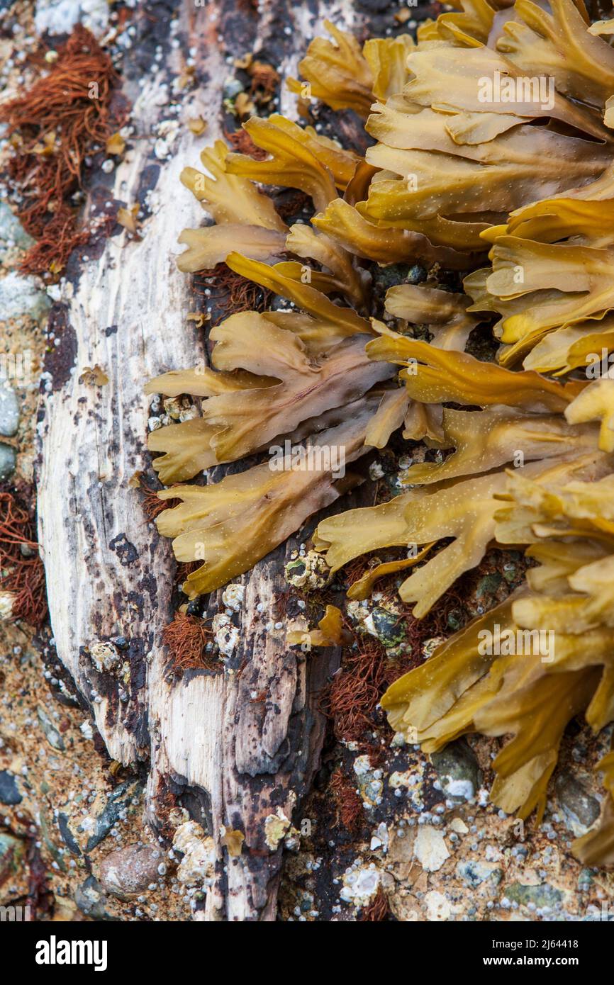 Common rockweed (Fucus gardneri), a brown algae, and a piece of driftwood on the shore of Hood Canal in Washington State, USA. Stock Photo