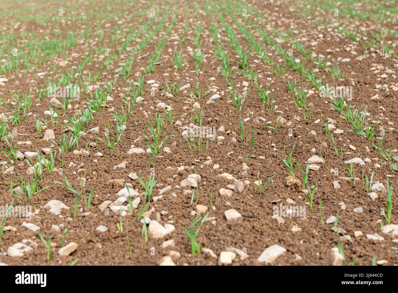 Spring barley at post emergence (hordeum vulgare) growing in a field