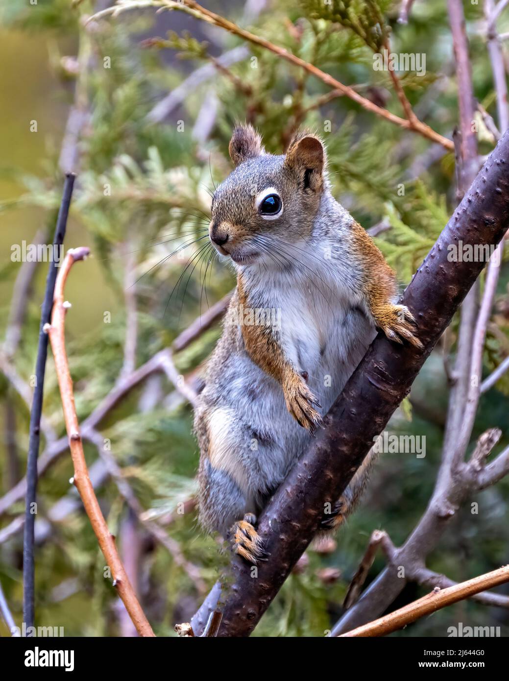 Squirrel sitting on a tree branch with coniferous trees background in its environment and habitat surrounding, displaying its brown fur, paws, eye. Stock Photo