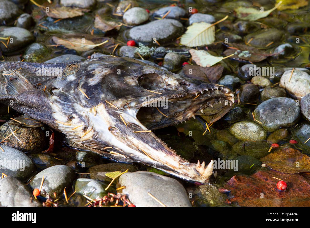 A Salmon carcass decaying in a rocky creek after autumn spawning in Washington State, USA, on Hood Canal. Stock Photo