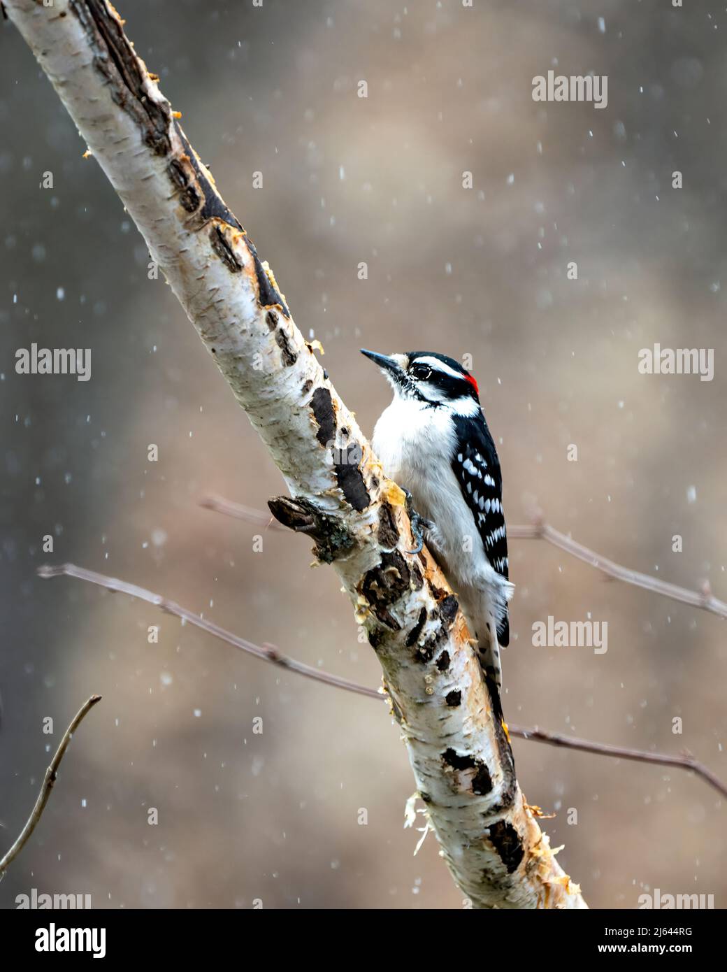 Woodpecker male close-up profile view perched on a birch tree branch with falling snow and blur background in its environment and habitat. Image. Pict Stock Photo