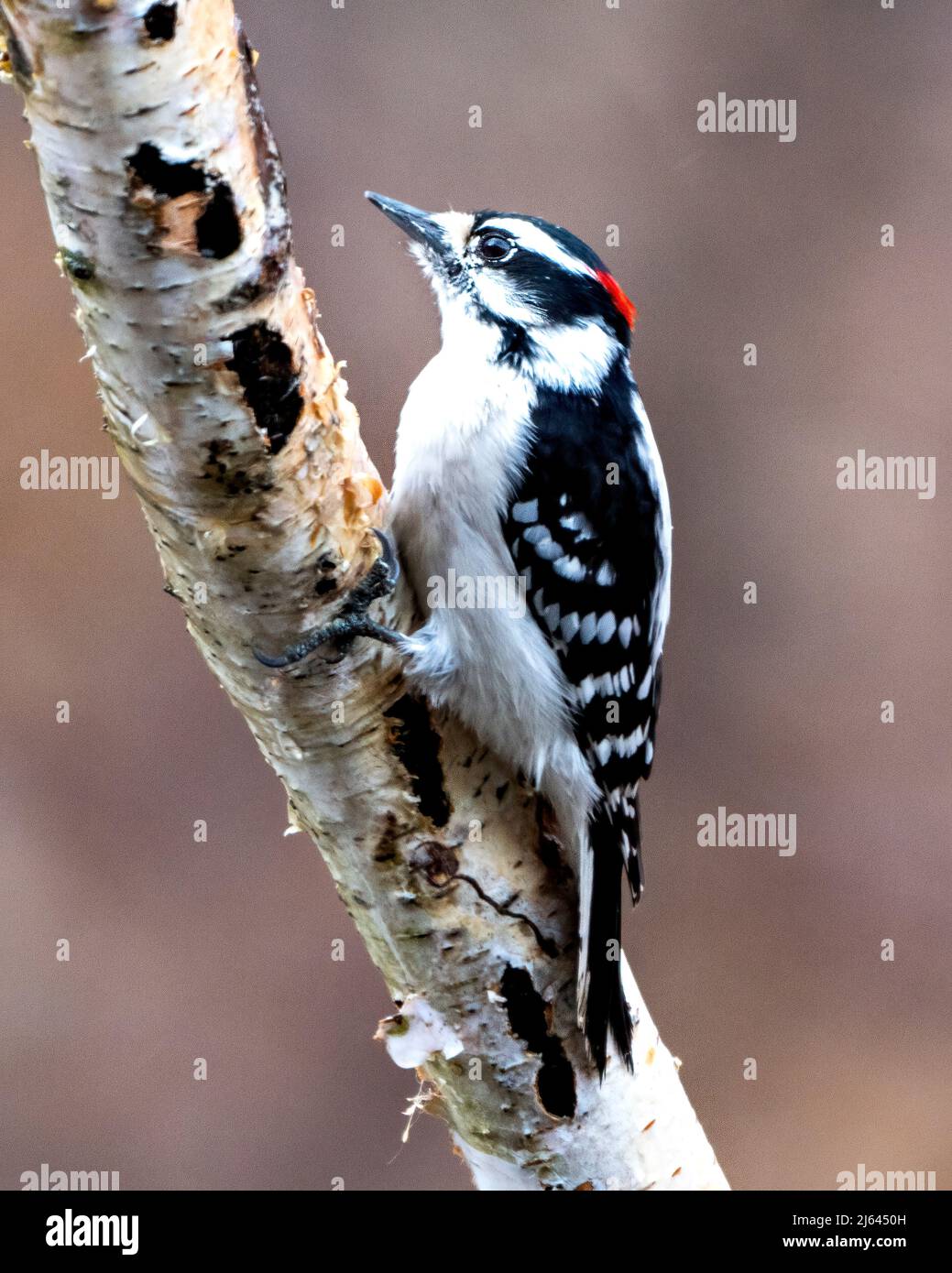 Woodpecker male close-up profile view perched on a tree branch with blur background in its environment and habitat. Image. Picture. Portrait. Stock Photo