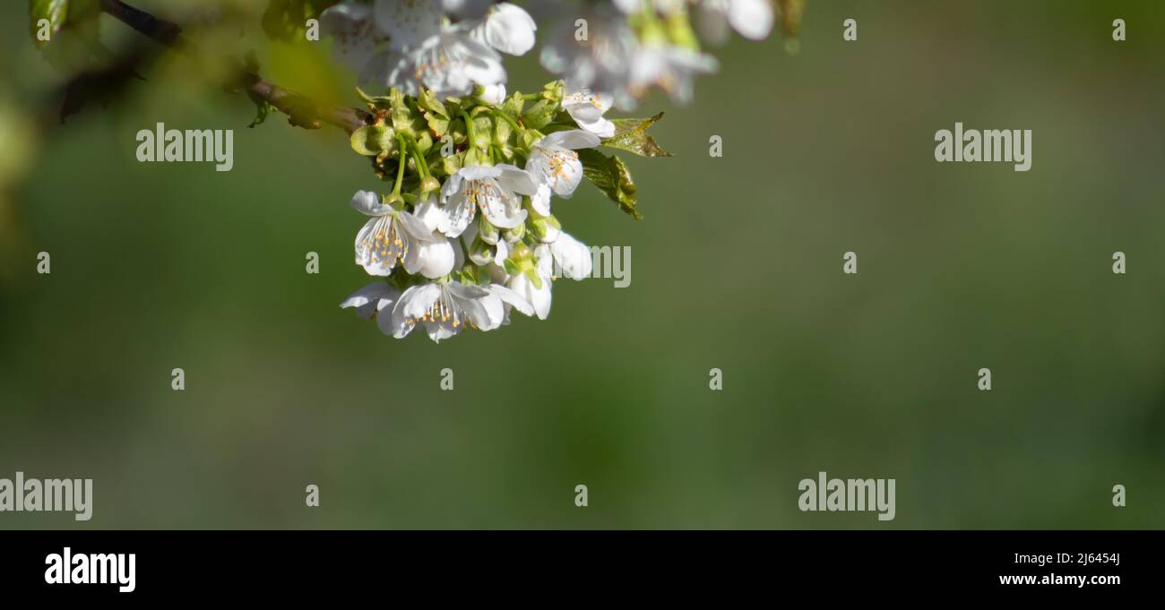 Branch with cherry blossoms on a blurred green background Stock Photo ...