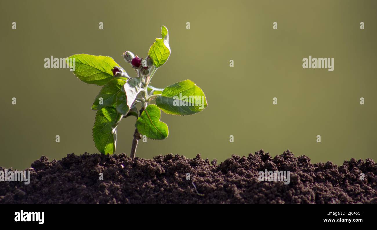 A small apple tree with flowers sprouted from the ground. Stock Photo