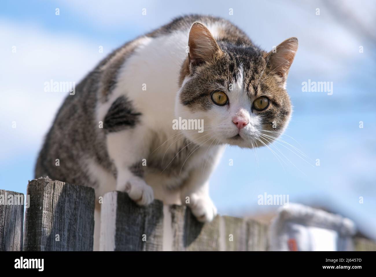 Angry cat attack hi-res stock photography and images - Alamy