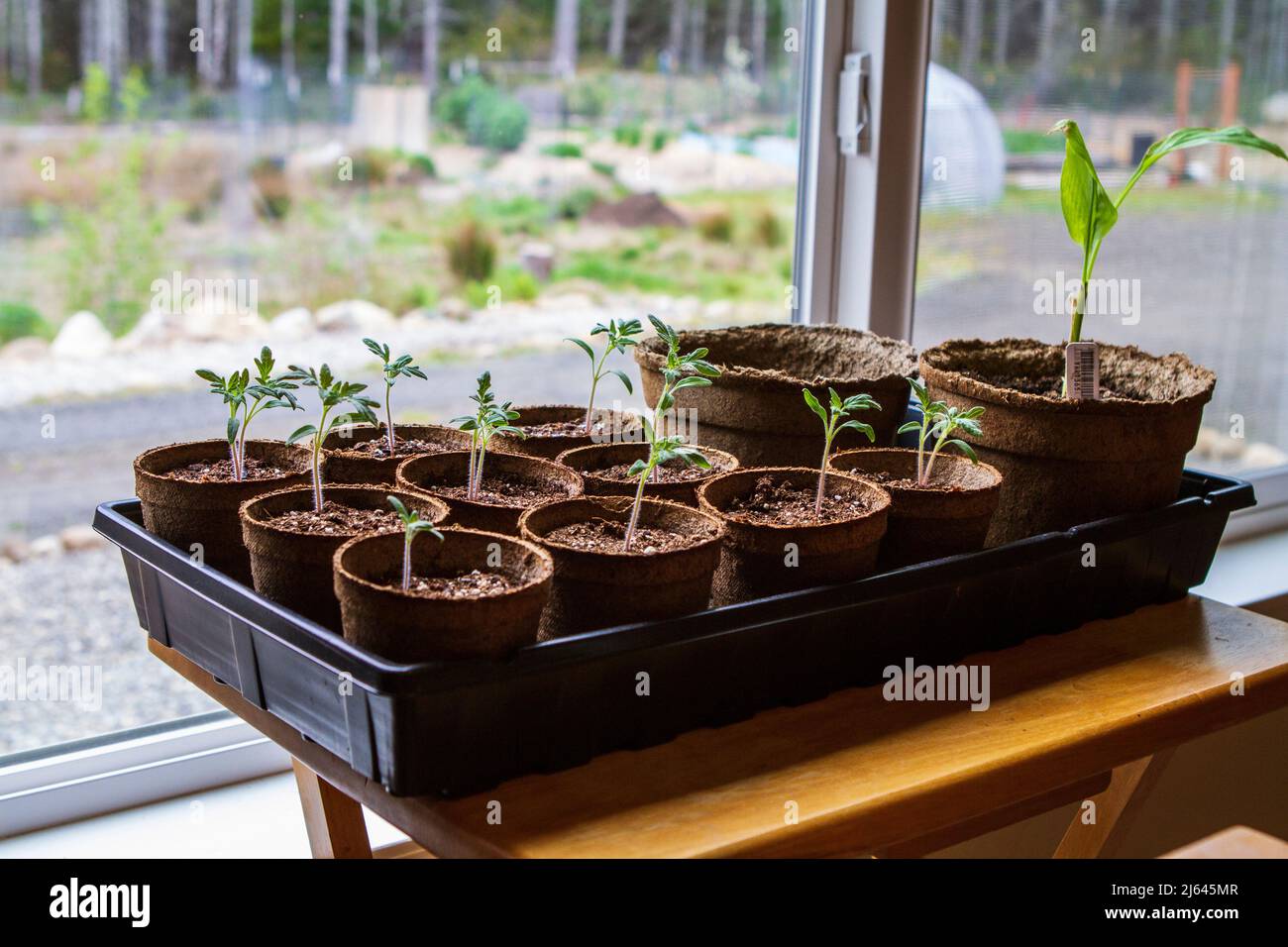 A tray of tomato seedlings and a ginger start in peat pots sit on a small table by a sunny window in early spring. Stock Photo