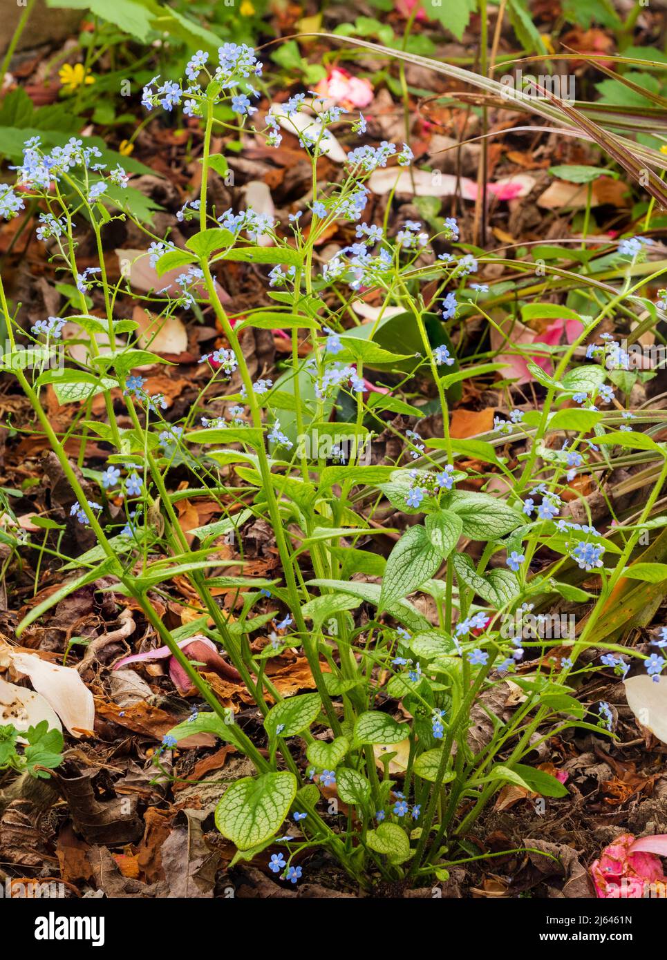 Flower stems and blue flowers of the spring blooming hardy perennial, Brunnera macrophylla 'Silver Heart' Stock Photo