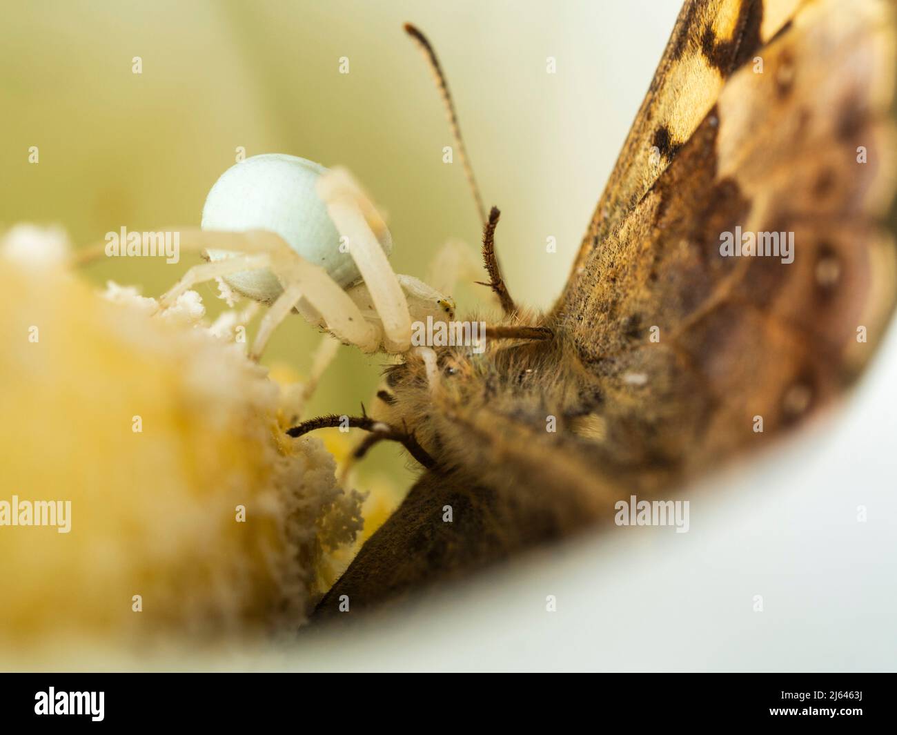 UK crab spider, Misumena vatia, with captured speckeld wood  butterfly, Pararge aegeria, in the flower spathe of a calla lily, Zantedeschia aethiopica Stock Photo