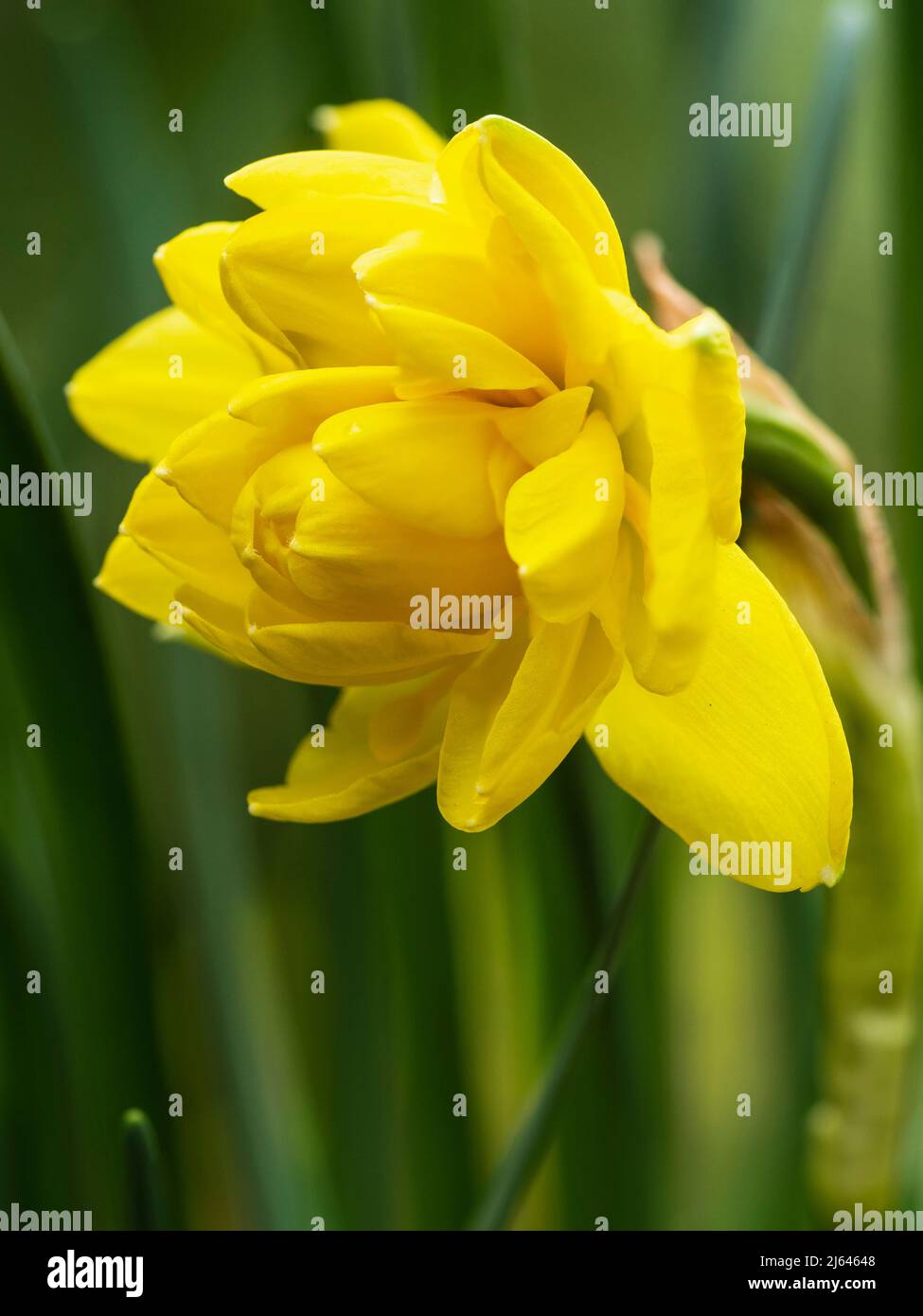 Double yellow flower of the small statured Queen Anne's heirloom daffodil, Narcissus 'Pencrebar' Stock Photo