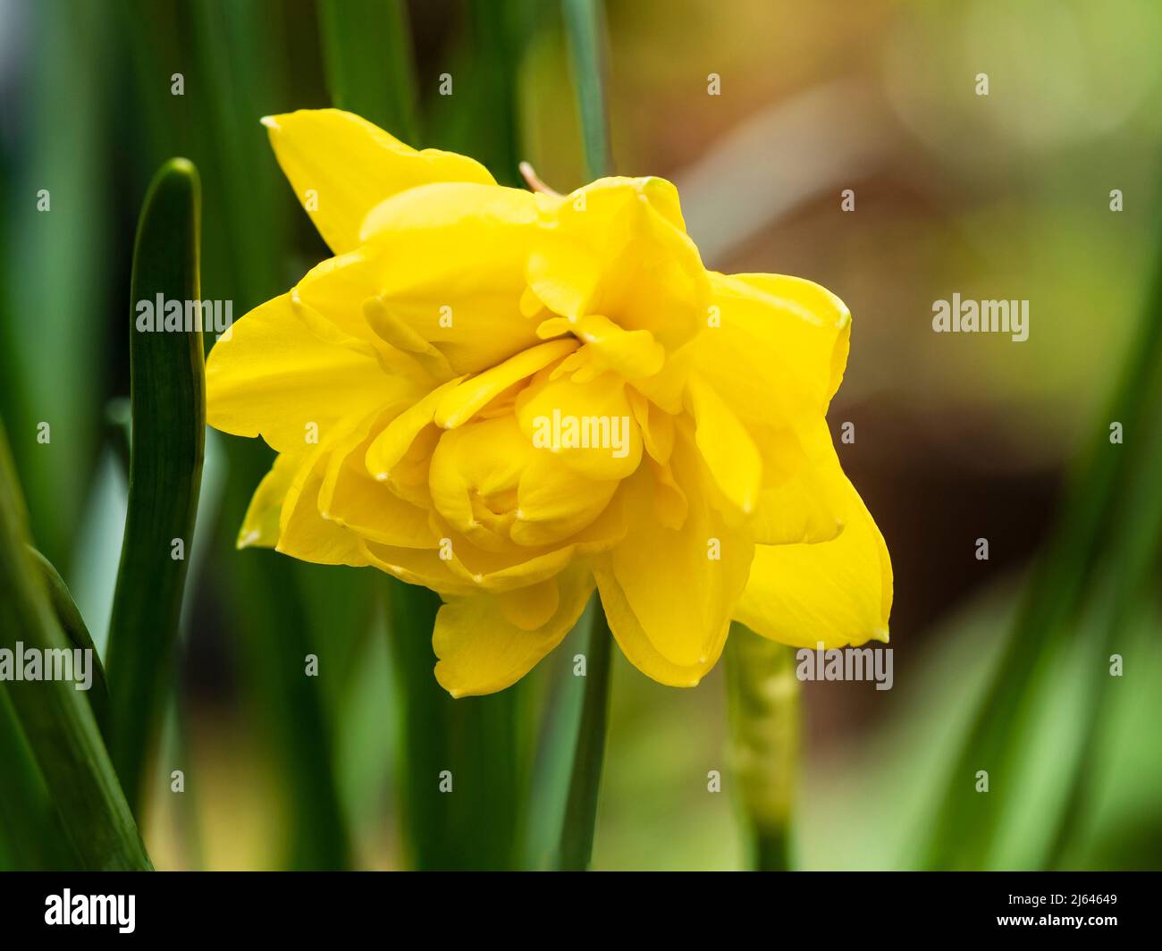 Double yellow flower of the small statured Queen Anne's heirloom daffodil, Narcissus 'Pencrebar' Stock Photo