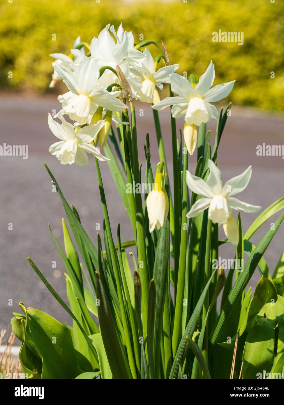 White spring flowers of the hardy triandrus daffodil, Narcissus 'Thalia' Stock Photo