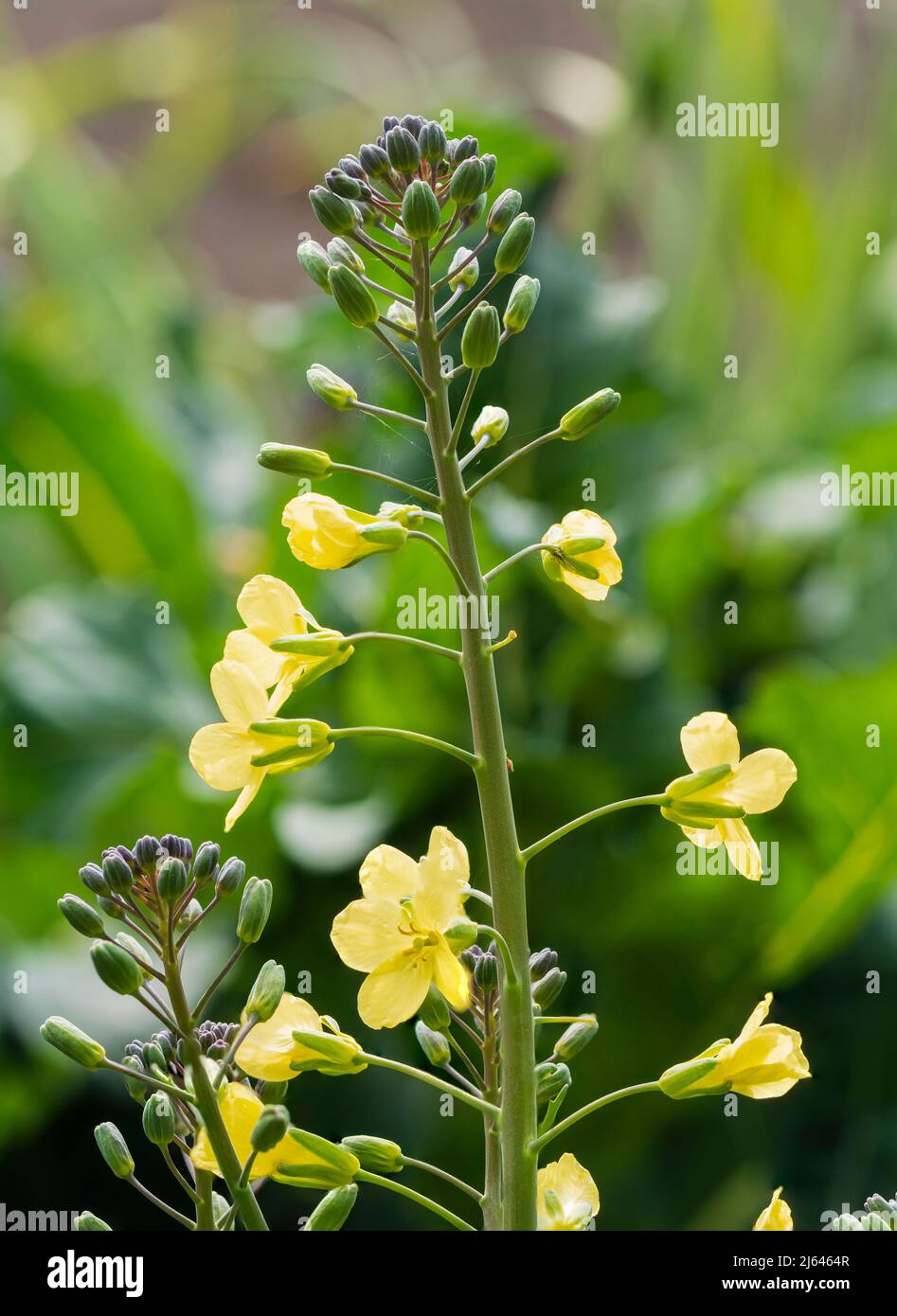 Bolted stems and flowers of the cold hardy early spring vegetable, Purple sprouting broccoli, Brassica oleracea var. italica Stock Photo