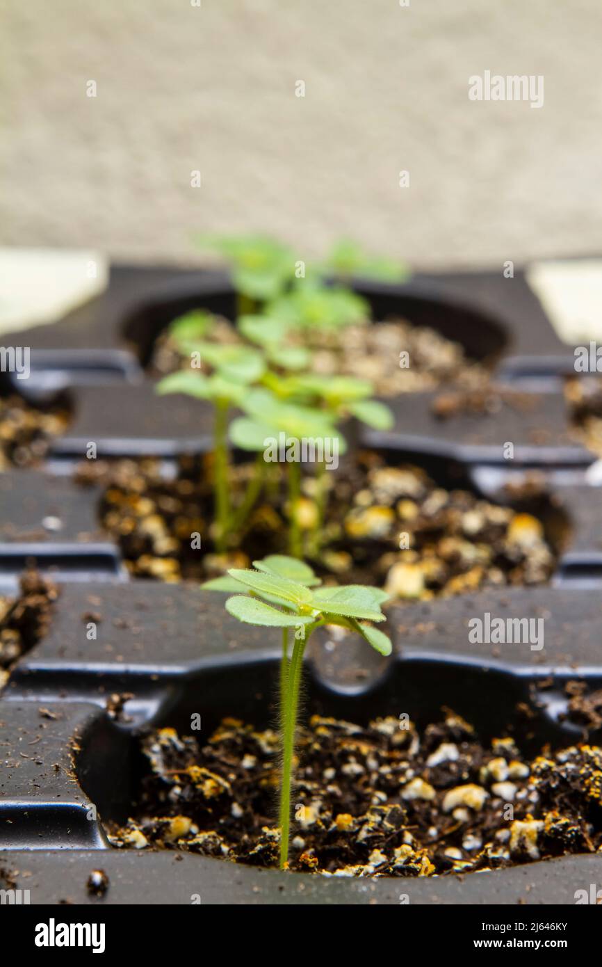 Close up image of several small Snapdragon flower seedlings (Antirrhinum majus) in a seed starting tray under lights indoors, with copy space. Stock Photo