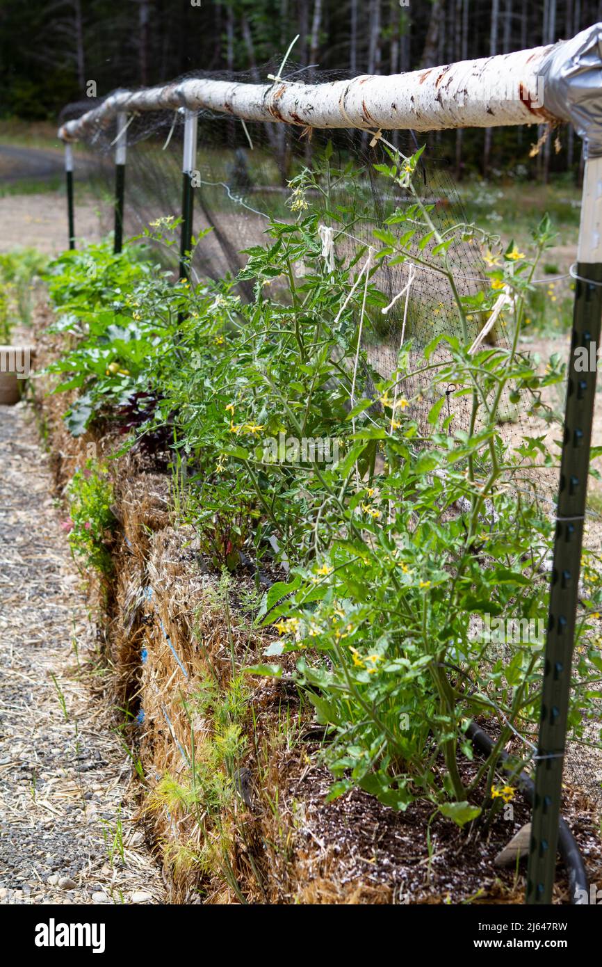 Straw bale gardening in a country yard with young tomato plants in the