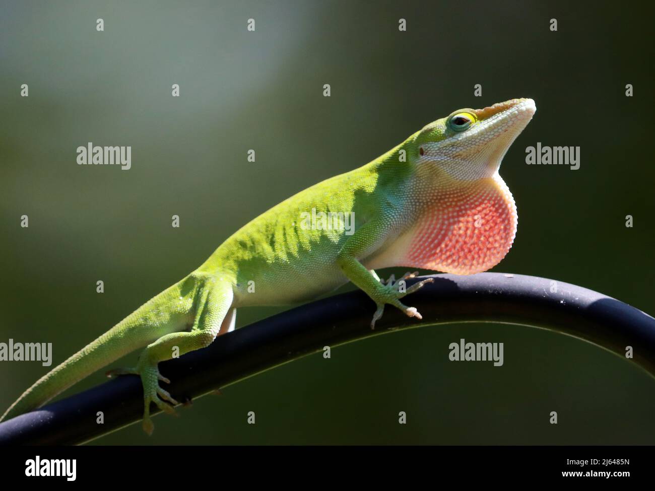 Cary, North Carolina, USA. 27th Apr, 2022. A male green anole lizard