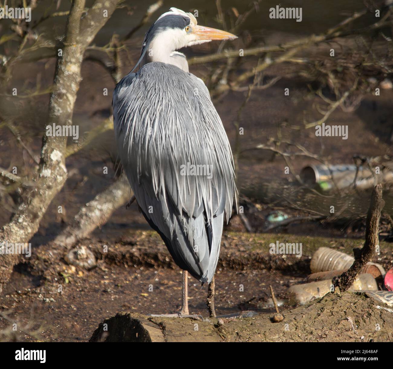 Wildlife Birds in Lakes & Woodlands Stock Photo