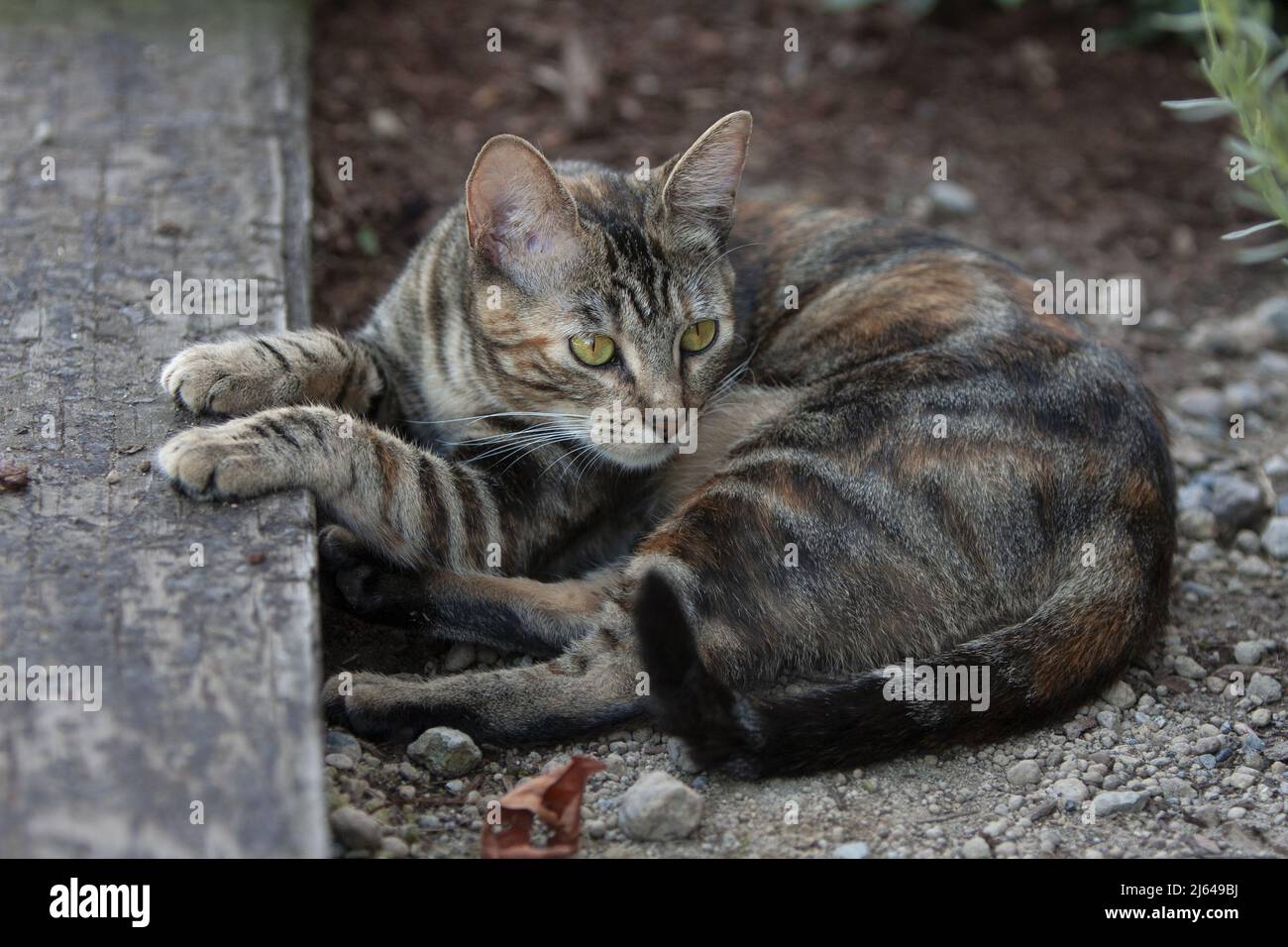 A pretty short-haired female tabby cat lying down in the dirt with paws resting on the wooden edge of a garden bed. Stock Photo