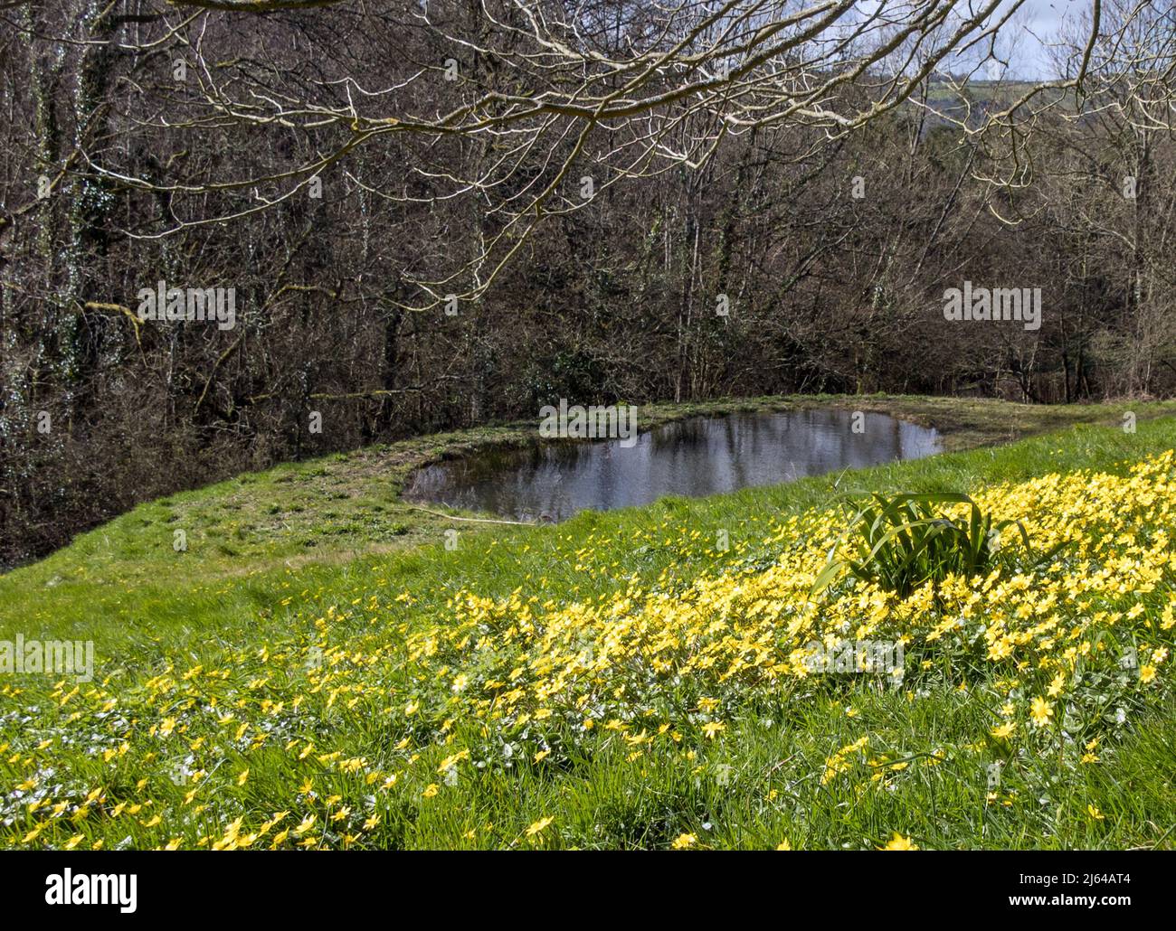 UK, England. Pond construction on a sloping field.10 x 5 meters. The completed pond four years later. It fills with rainwater draining from the field. Stock Photo