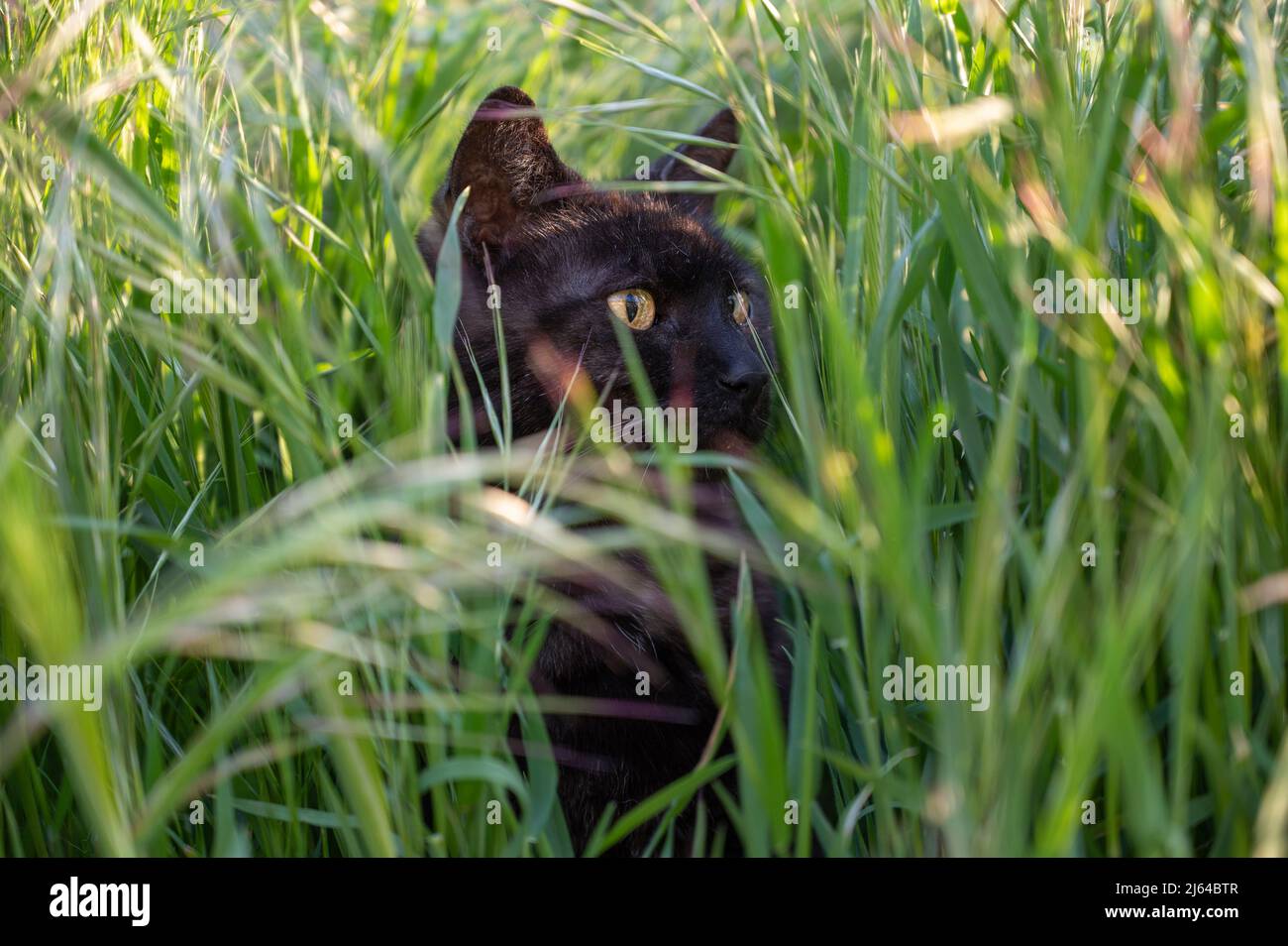 beautiful black cat with yellow eyes in the tall grass Stock Photo